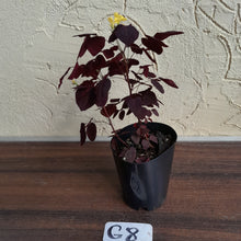 Load image into Gallery viewer, #G8 Oxalis Hedysaroides - Fire Fern