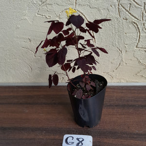 #G8 Oxalis Hedysaroides - Fire Fern