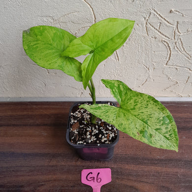 #G6 Syngonium Mojito