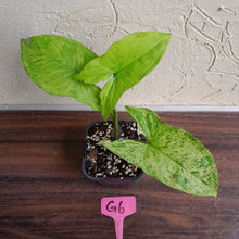 Load image into Gallery viewer, #G6 Syngonium Mojito