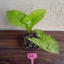 Load image into Gallery viewer, #G6 Syngonium Mojito