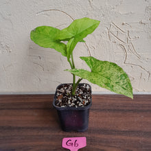 Load image into Gallery viewer, #G6 Syngonium Mojito