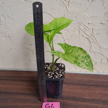 Load image into Gallery viewer, #G6 Syngonium Mojito