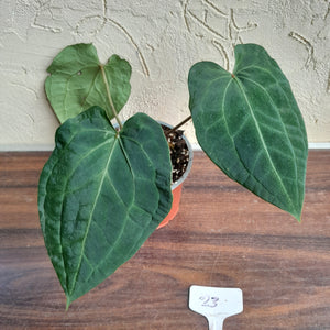 #23 Anthurium (Luxurians x Crystallinum) x Forgetii