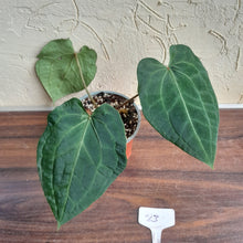 Load image into Gallery viewer, #23 Anthurium (Luxurians x Crystallinum) x Forgetii