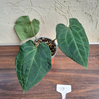 #23 Anthurium (Luxurians x Crystallinum) x Forgetii