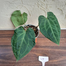 Load image into Gallery viewer, #23 Anthurium (Luxurians x Crystallinum) x Forgetii