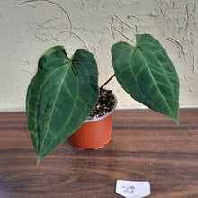 Load image into Gallery viewer, #23 Anthurium (Luxurians x Crystallinum) x Forgetii