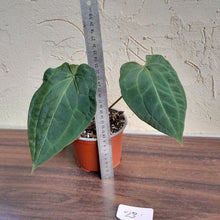 Load image into Gallery viewer, #23 Anthurium (Luxurians x Crystallinum) x Forgetii