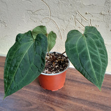 Load image into Gallery viewer, #23 Anthurium (Luxurians x Crystallinum) x Forgetii