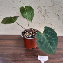 Load image into Gallery viewer, #23 Anthurium (Luxurians x Crystallinum) x Forgetii