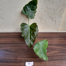 Load image into Gallery viewer, #12 Philodendron Corsinianum / Bronze Shield