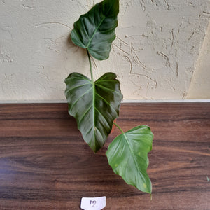 #12 Philodendron Corsinianum / Bronze Shield