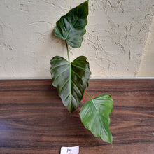 Load image into Gallery viewer, #12 Philodendron Corsinianum / Bronze Shield