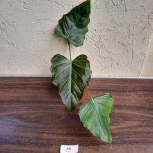 Load image into Gallery viewer, #12 Philodendron Corsinianum / Bronze Shield