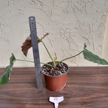 Load image into Gallery viewer, #12 Philodendron Corsinianum / Bronze Shield