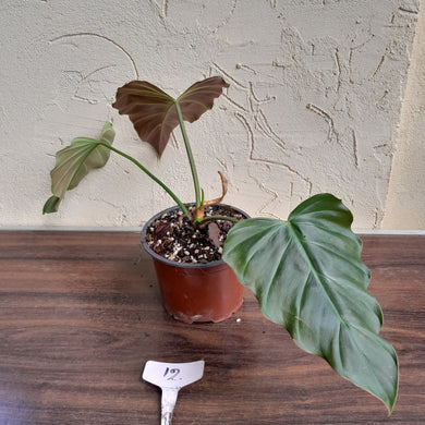 #12 Philodendron Corsinianum / Bronze Shield