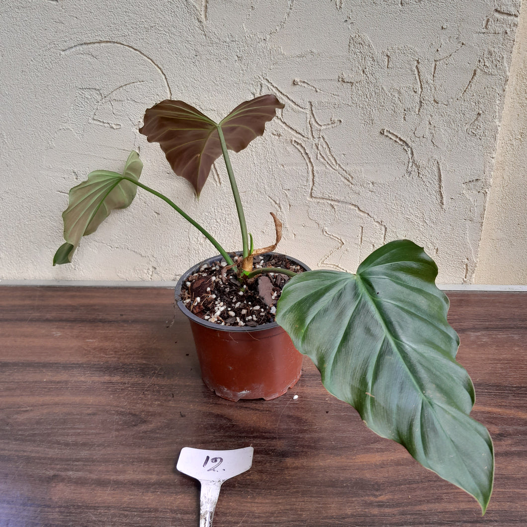 #12 Philodendron Corsinianum / Bronze Shield
