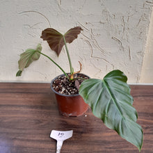 Load image into Gallery viewer, #12 Philodendron Corsinianum / Bronze Shield
