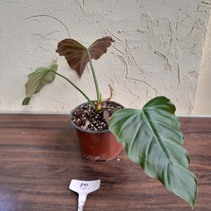 #12 Philodendron Corsinianum / Bronze Shield