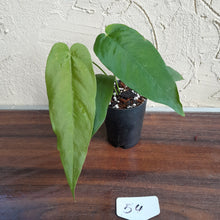 Load image into Gallery viewer, #54 Anthurium Dolichostachyum