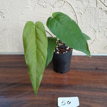 Load image into Gallery viewer, #54 Anthurium Dolichostachyum