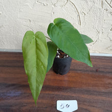 Load image into Gallery viewer, #54 Anthurium Dolichostachyum