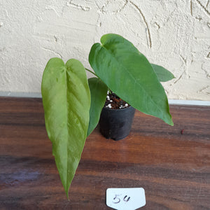 #54 Anthurium Dolichostachyum