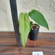 Load image into Gallery viewer, #54 Anthurium Dolichostachyum