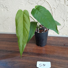 Load image into Gallery viewer, #54 Anthurium Dolichostachyum