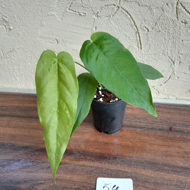 #54 Anthurium Dolichostachyum