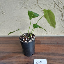 Load image into Gallery viewer, #54 Anthurium Dolichostachyum