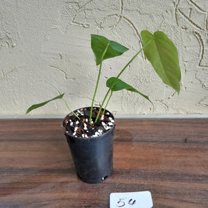 #54 Anthurium Dolichostachyum