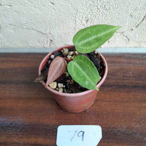 #79 Anthurium Magnificum xx