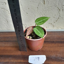 Load image into Gallery viewer, #79 Anthurium Magnificum xx