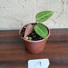 Load image into Gallery viewer, #79 Anthurium Magnificum xx