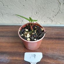 Load image into Gallery viewer, #79 Anthurium Magnificum xx