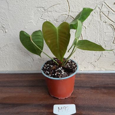 #M92 Anthurium Veitchii x