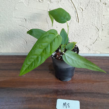 Load image into Gallery viewer, #M8 Anthurium Dolichostachyum