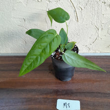 Load image into Gallery viewer, #M8 Anthurium Dolichostachyum