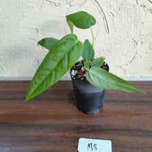 Load image into Gallery viewer, #M8 Anthurium Dolichostachyum