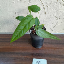 Load image into Gallery viewer, #M8 Anthurium Dolichostachyum