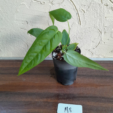 #M8 Anthurium Dolichostachyum