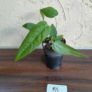 #M8 Anthurium Dolichostachyum