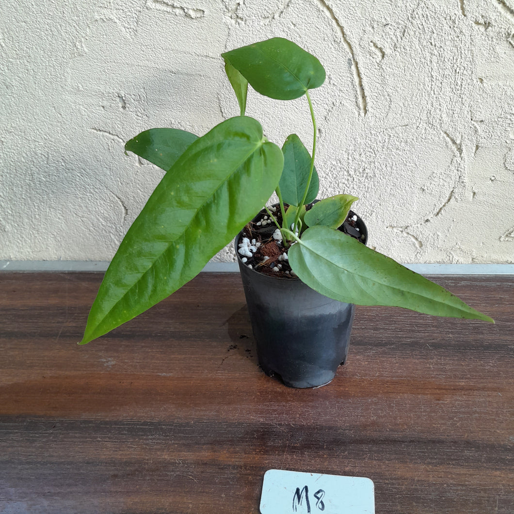 #M8 Anthurium Dolichostachyum