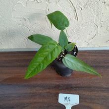 Load image into Gallery viewer, #M8 Anthurium Dolichostachyum