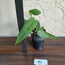 Load image into Gallery viewer, #M8 Anthurium Dolichostachyum