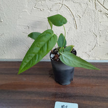 Load image into Gallery viewer, #M8 Anthurium Dolichostachyum