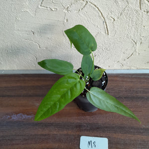 #M8 Anthurium Dolichostachyum