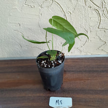 Load image into Gallery viewer, #M8 Anthurium Dolichostachyum